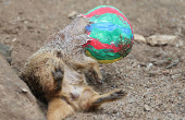 A meerkat crawls into a huge Easter Egg filled with mealworms in Gelsenkirchen
