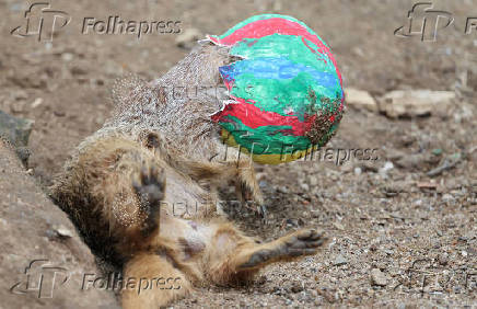 A meerkat crawls into a huge Easter Egg filled with mealworms in Gelsenkirchen