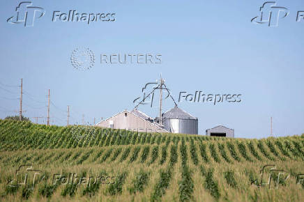 FILE PHOTO: Corn grows in a field outside Wyanet, Illinois