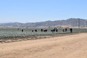 El miedo que se cosecha: jornaleros en California bajo las redadas migratorias