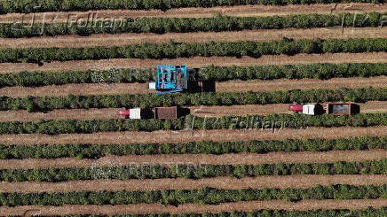 More Brazil coffee to China and indirect trades expected with Trump's 50% tariff